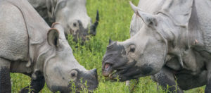 IlViaggiatoreMagazine-Rinoceronti-India-Foto di Guglielmo Daddi