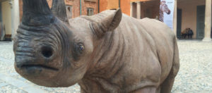 IlViaggiatoreMagazine-Un rinoceronte nel cortile della Villa-Villa Litta-Lainate-Milano