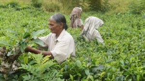 IlViaggiatoreMagazine-Raccolta del tè-Sri Lanka