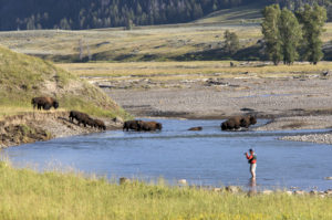 IlViaggiatoreMagazine-Osservazione dei lupi-Pesca nel Fiume Lamar-Lamar Valley-Yellowstone National Park-USA