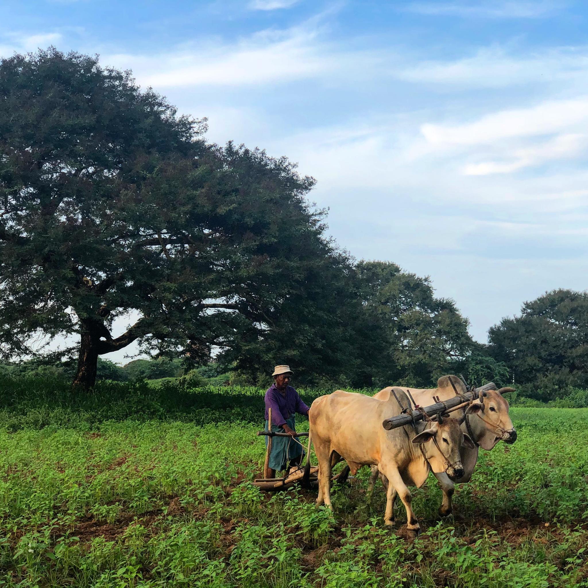 IlViaggiatoreMagazine-Momenti di vita contadina nel sito di Bagan-Myanmar-Birmania