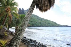 IlViaggiatoreMagazine-Nuku Hiva-Albero di cocco-Isole Marchesi-Polinesia Francese