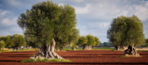 IlViaggiatoreMagazine-Ulivi-Borgo Egnazia-Savelletri di Fasano-Brindisi