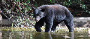 IlViaggiatoreMagazine-Orso-Isola di Vancouver-Canada