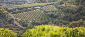 IlViaggiatoreMagazine-Vigneti-Soave-Verona