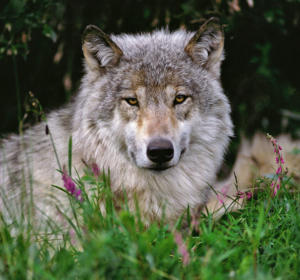 IlViaggiatoreMagazine-Lupo-Denali National Park-Alaska-USA-Cosa vedere in Alaska