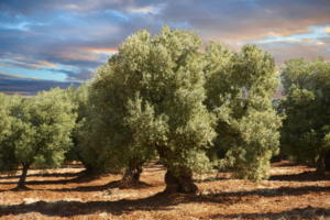 IlViaggiatoreMagazine-Ulivi-Ostuni-Brindisi-Foto Paul Williams