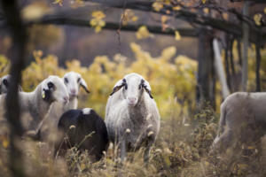 IlViaggiatoreMagazine-Azienda Agricola Alois Lag-Bolzano-Foto Florian Andergassen-Vacanze in Alto Adige