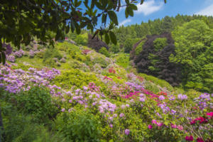 IlViaggiatoreMagazine-Conca dei Rododendri-Oasi di Zegna-Trivero-Biella-Foto Riccardo Trudi Diotallevi