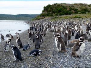 Pinguini-Penisola di Valdes-Argentina