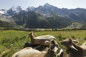 Val Martello-Bolzano-Alto Adige-Foto Frieder Blickle-Parco Nazionale dello Stelvio