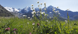 Val Venosta-Panorama dell'Ortler-Bolzano-Alto Adige-Foto Frieder Blickle-Parco Nazionale dello Stelvio