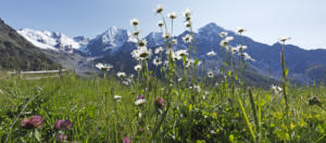 Val Venosta-Panorama dell'Ortler-Bolzano-Alto Adige-Foto Frieder Blickle