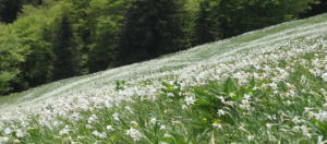 Sentiero dei narcisi-Slovenia