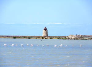 Fenicotteri - Saline di Trapani - San Vito Lo Capo