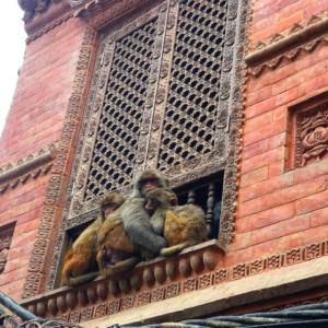 Nepal-scimmie nel Tempio di Swayambounath