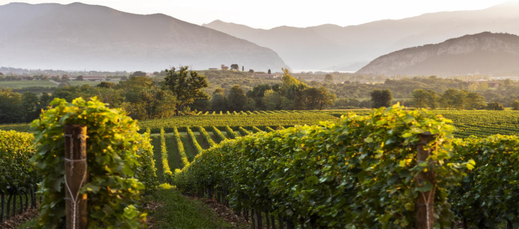 Vigneti in Franciacorta-Brescia