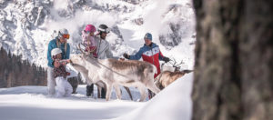 Renne sul Monte Baranci-San Candido-Bolzano