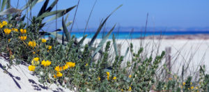 Isola di Formentera-Spiaggia e natura in primo piano-Baleari-Spagna