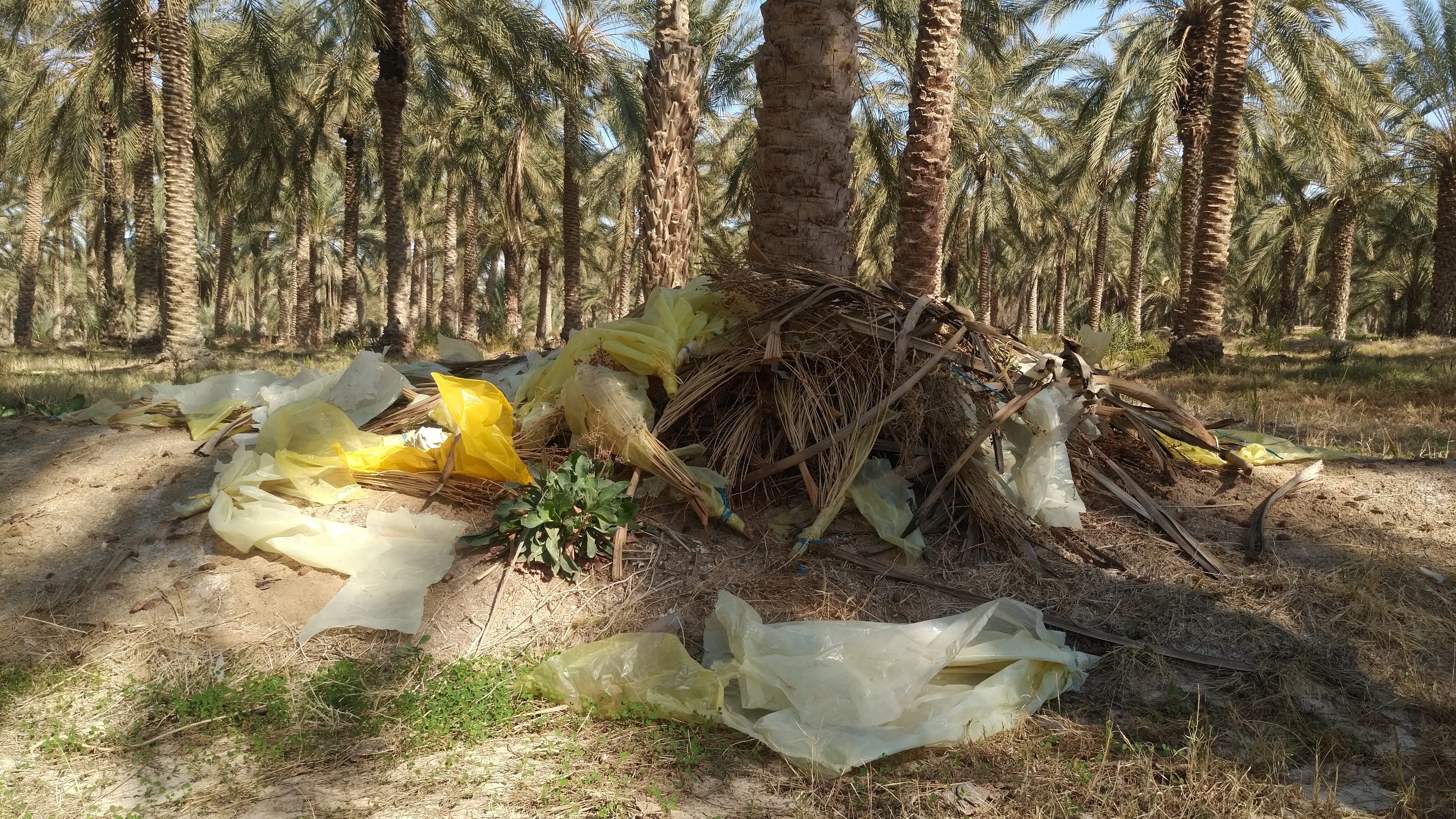 Plastica sulle palme-Tunisia