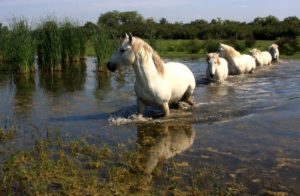 Cavalli Camargue-Isola della Cona-Grado-Foto Candotto