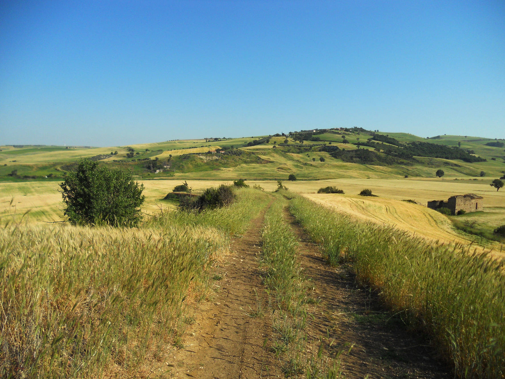 Transumanza in Abruzzo