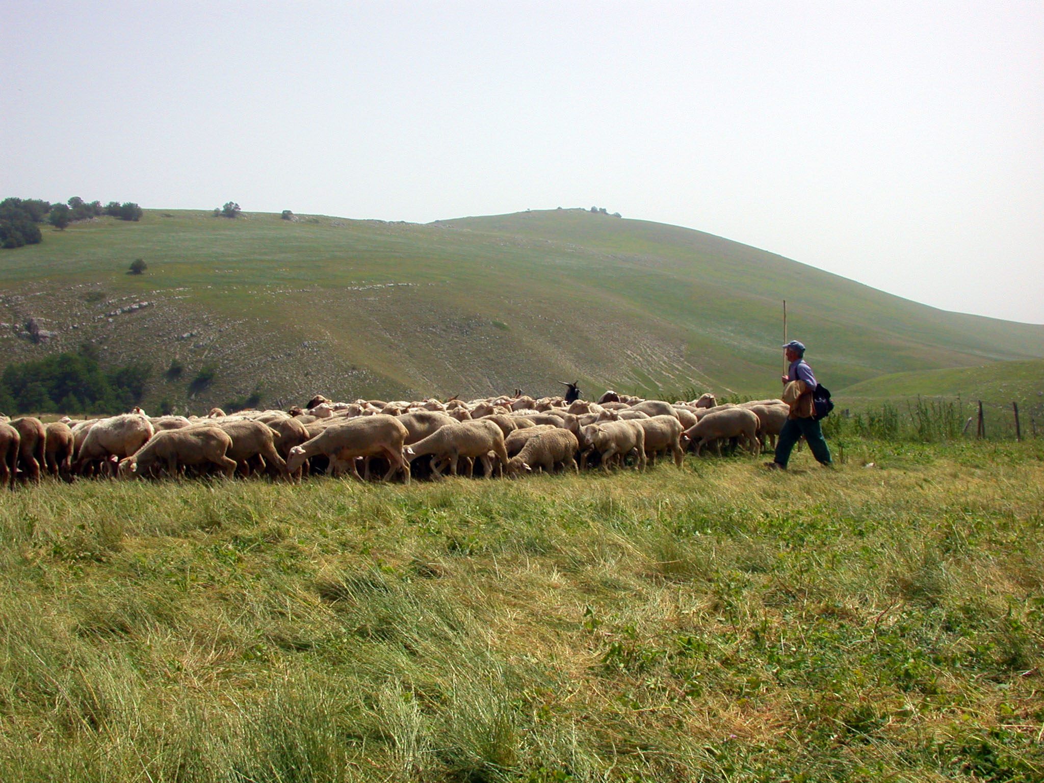 TRANSUMANZA IN ABRUZZO