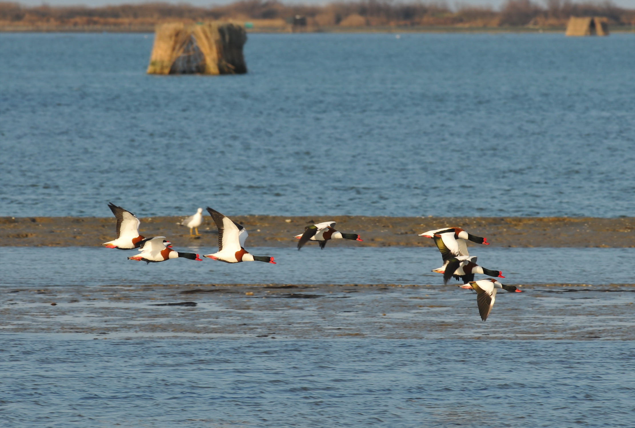 Parco del Delta del Po Veneto