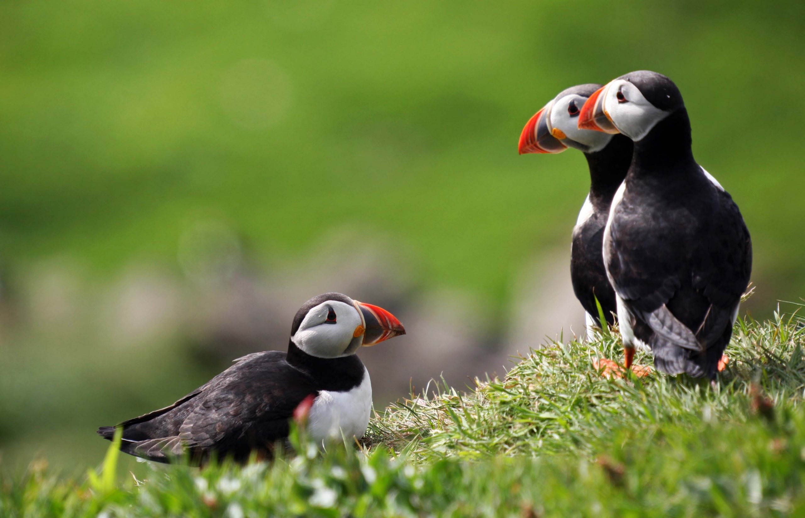 VIAGGIO NELLE ISOLE FAROE