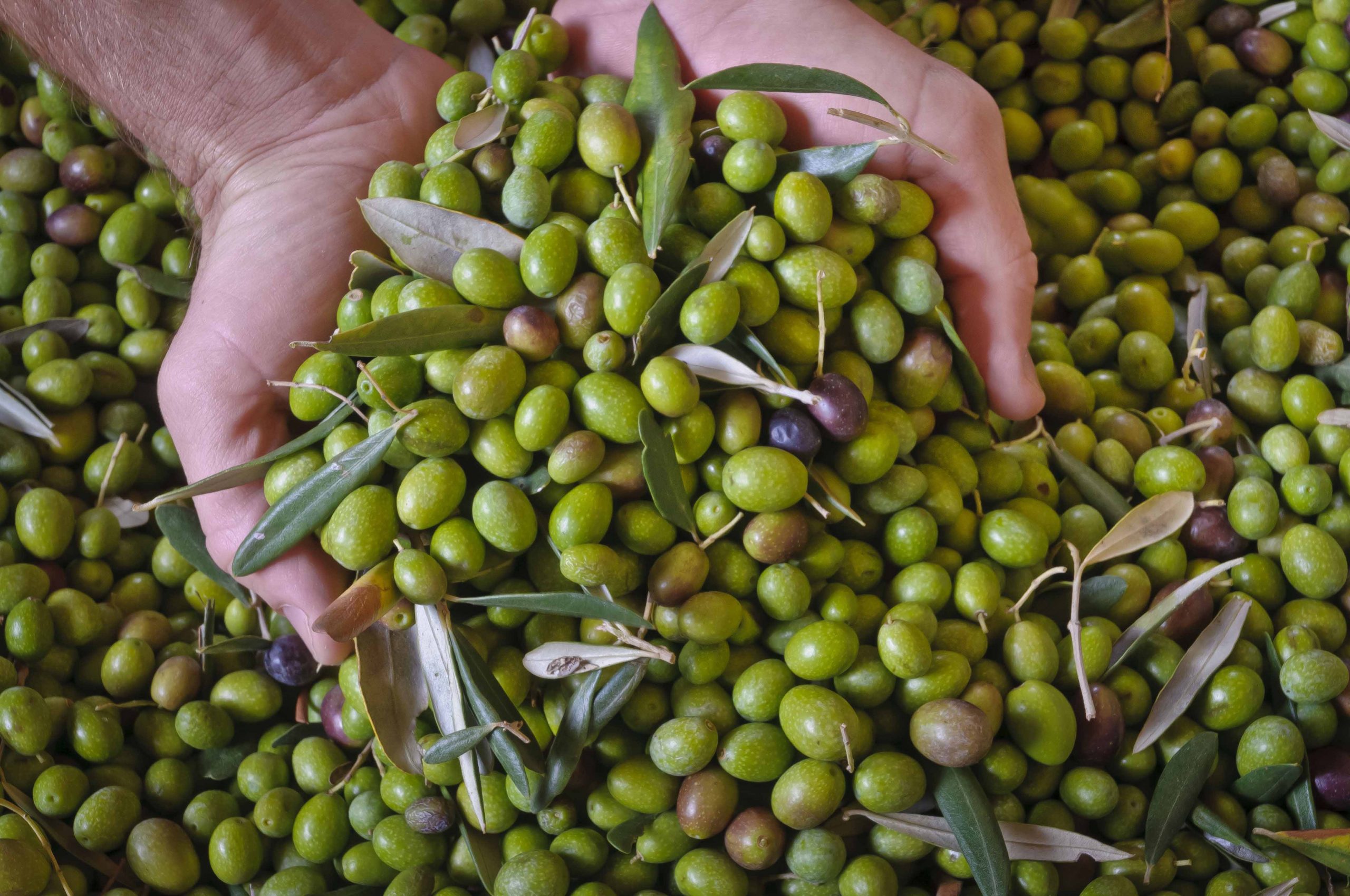 Frantoi Aperti in Umbria