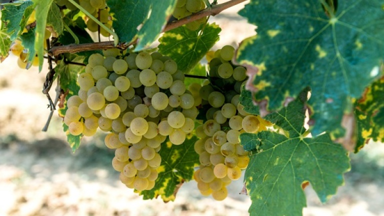 Chianti in Toscana terra di vino