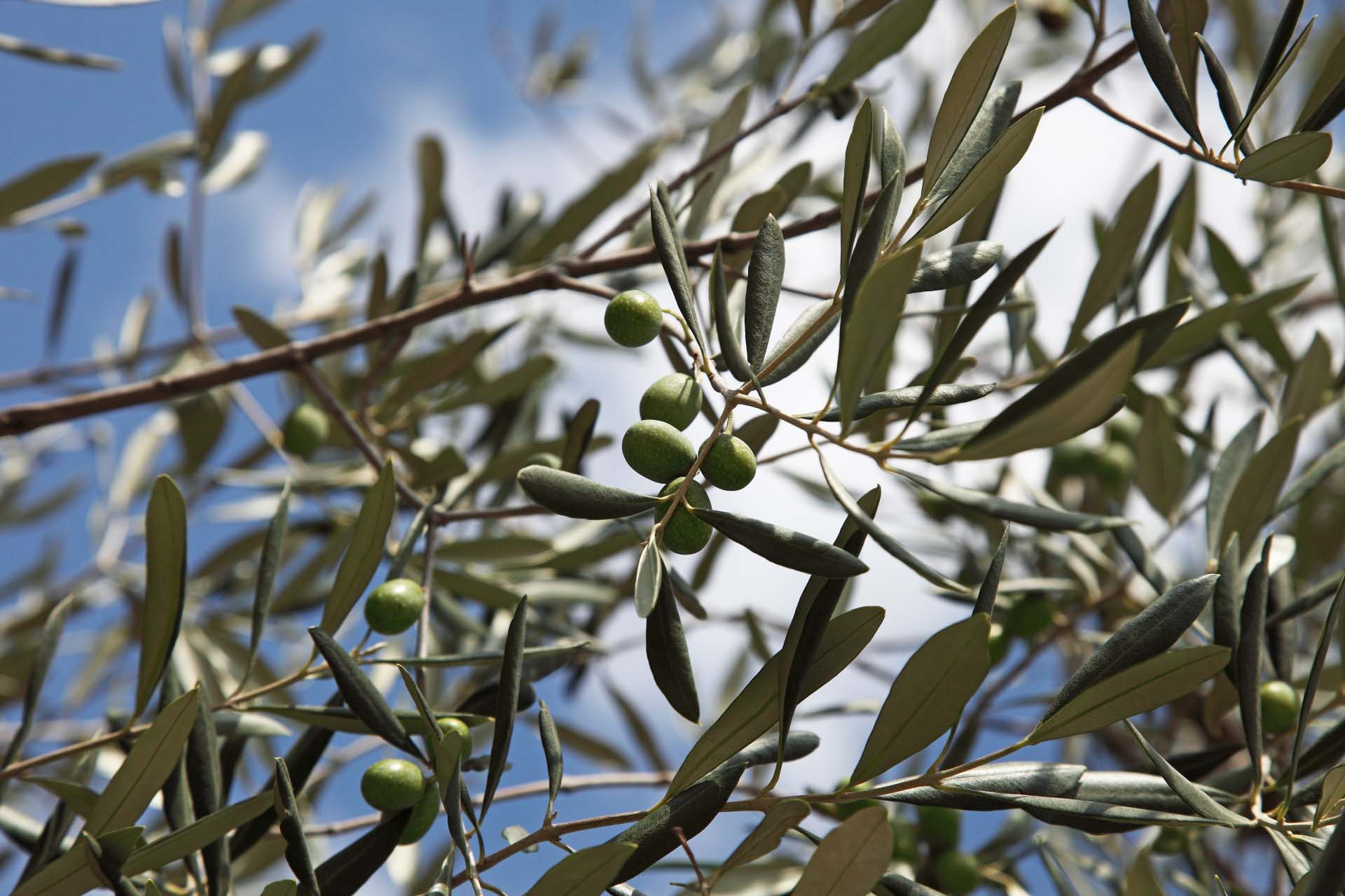 Frantoi Aperti in Umbria