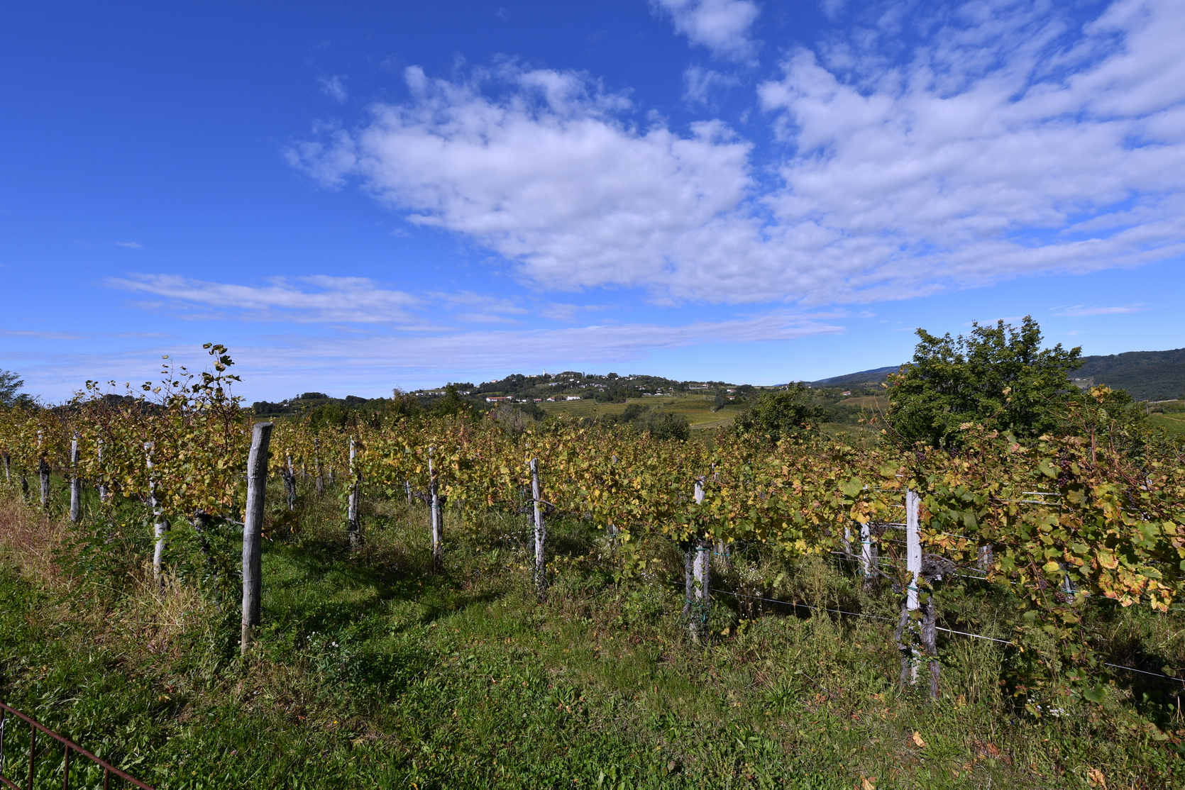 RIBOLLA GIALLA IN FRIULI