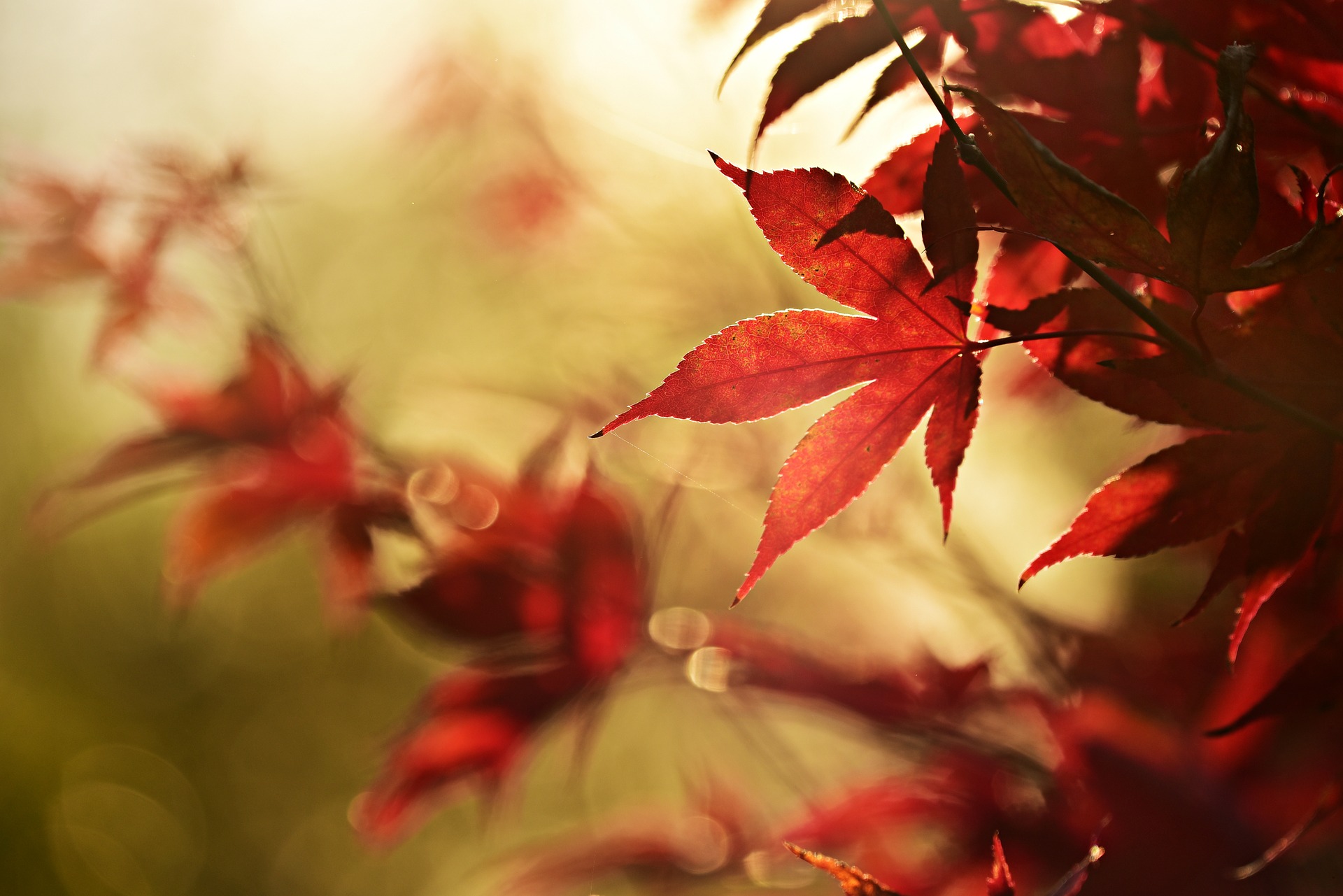 FOLIAGE E NATURA IN AUTUNNO