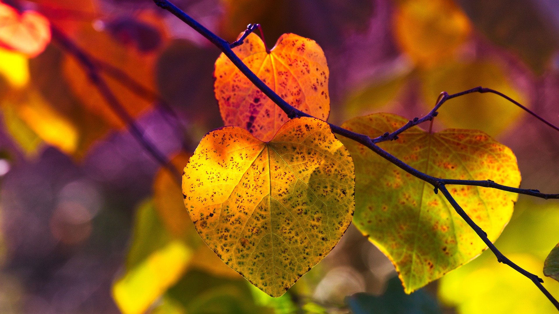 FOLIAGE E NATURA IN AUTUNNO