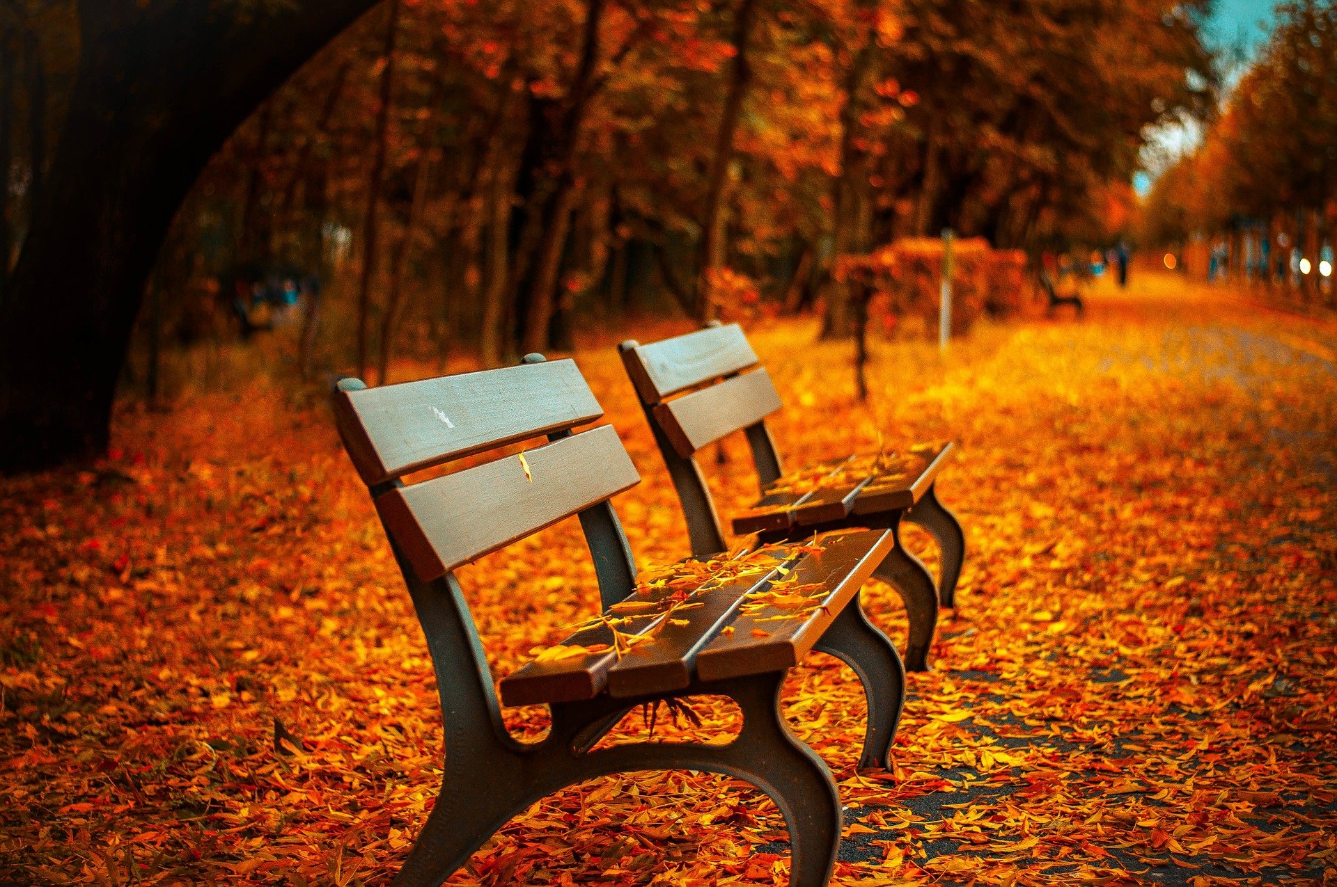 FOLIAGE E NATURA IN AUTUNNO