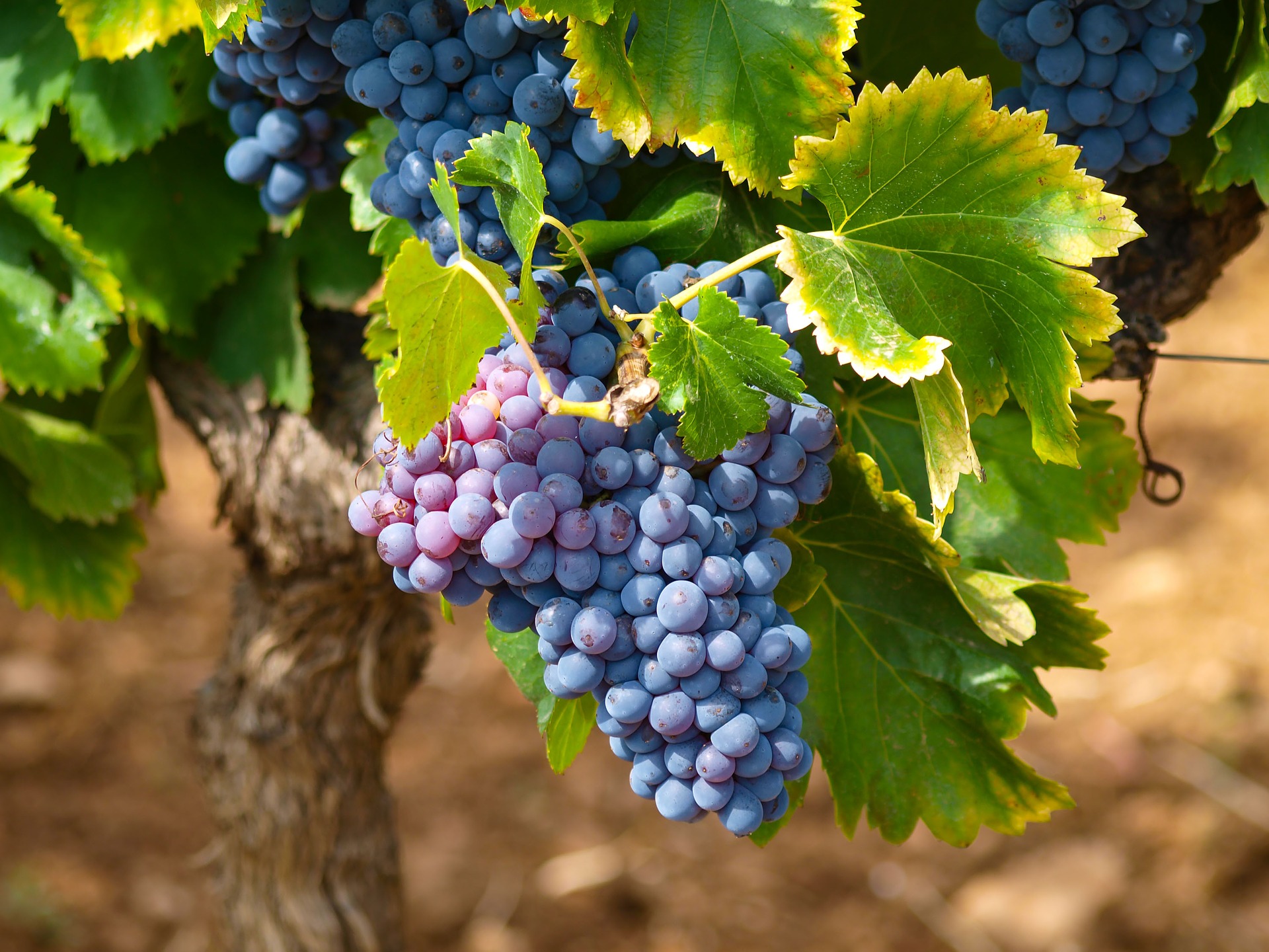 STRADA DEI VINI D'ALSAZIA