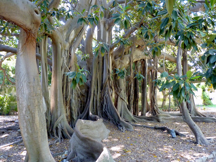 Orto botanico a Palermo