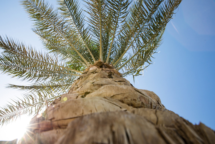 Orto botanico a palermo