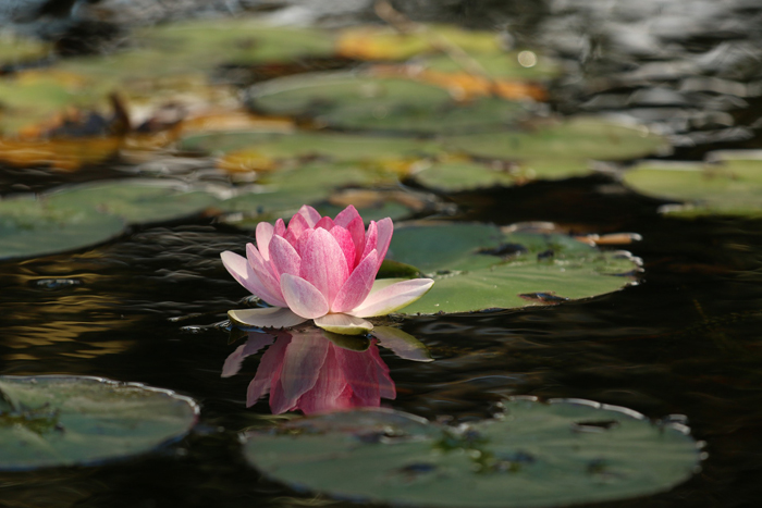 Orto botanico a Palermo