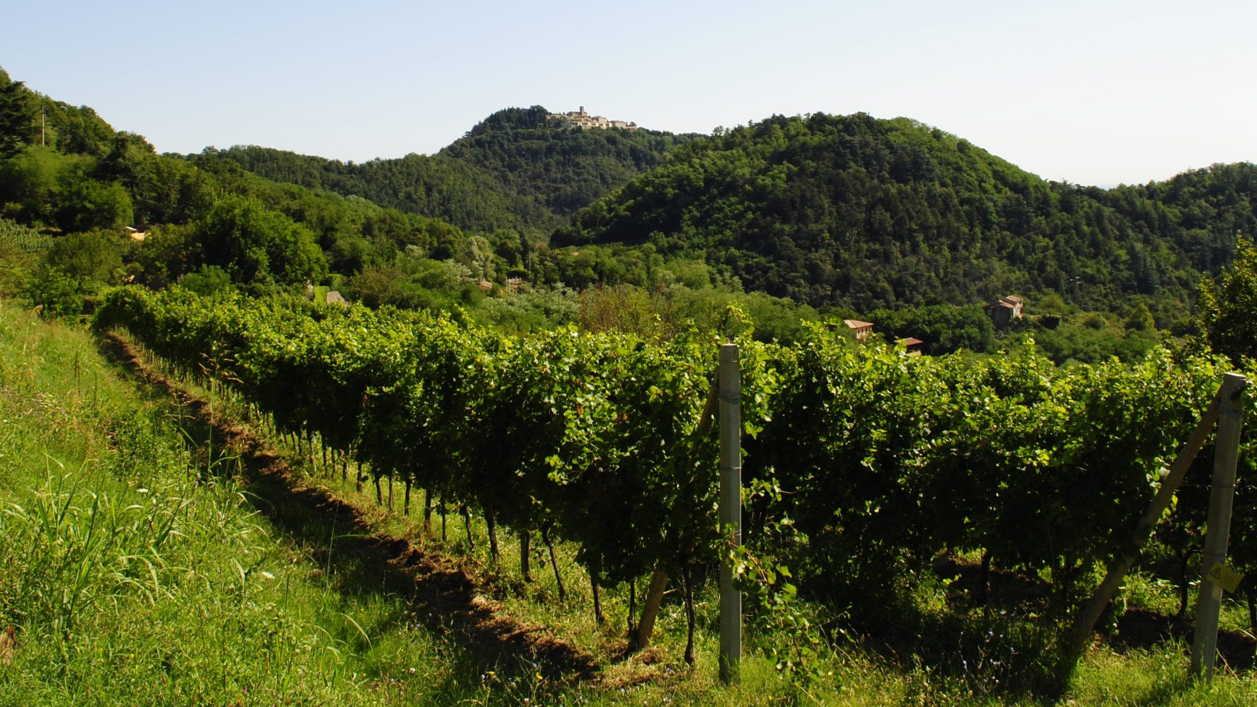 COLLI EUGANEI IN PRIMAVERA