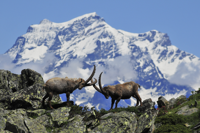 Parco Nazionale del Gran Paradiso