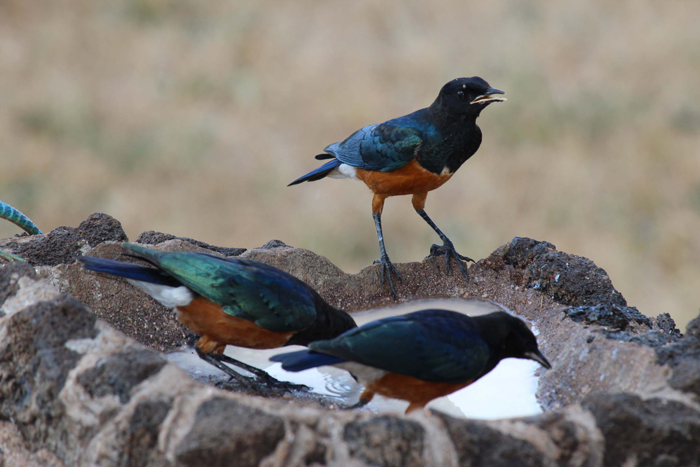 VIAGGIO IN KENYA