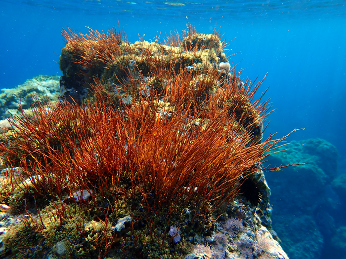 TURISMO RESPONSABILE A USTICA