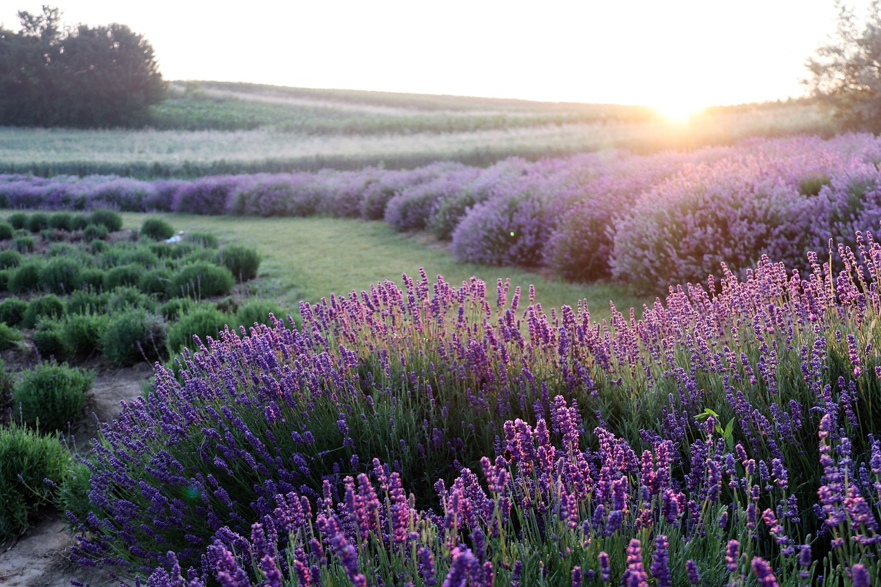 FIORITURE IN ITALIA