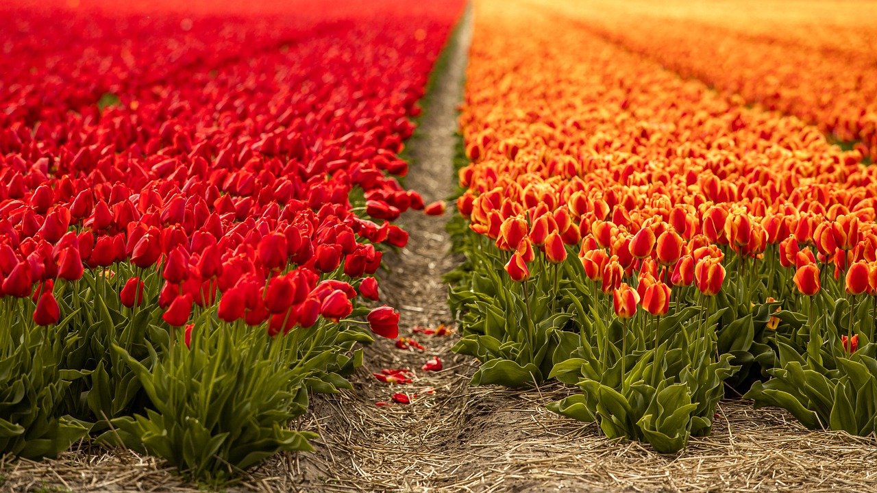 FIORITURE IN ITALIA