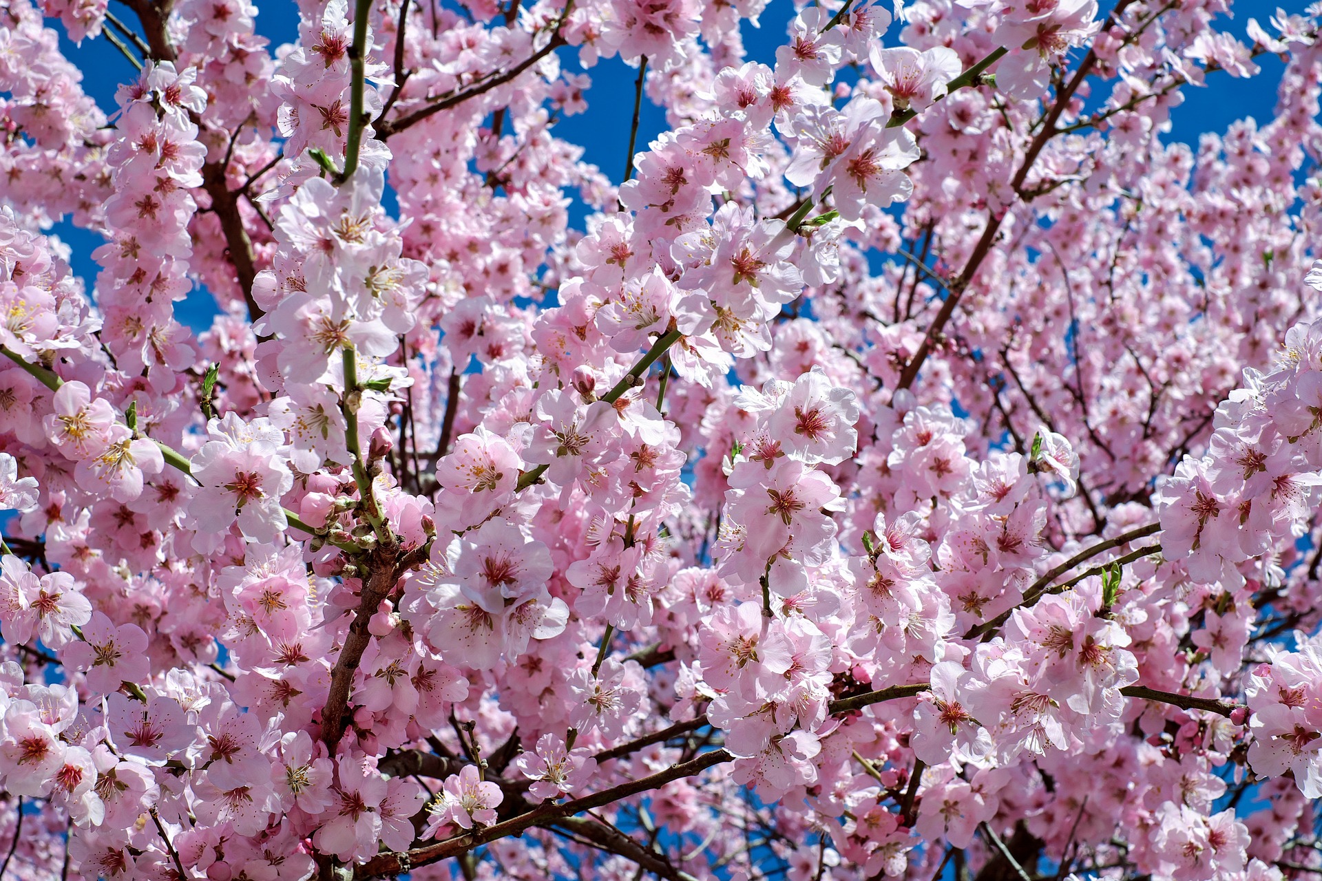 FIORITURE IN ITALIA