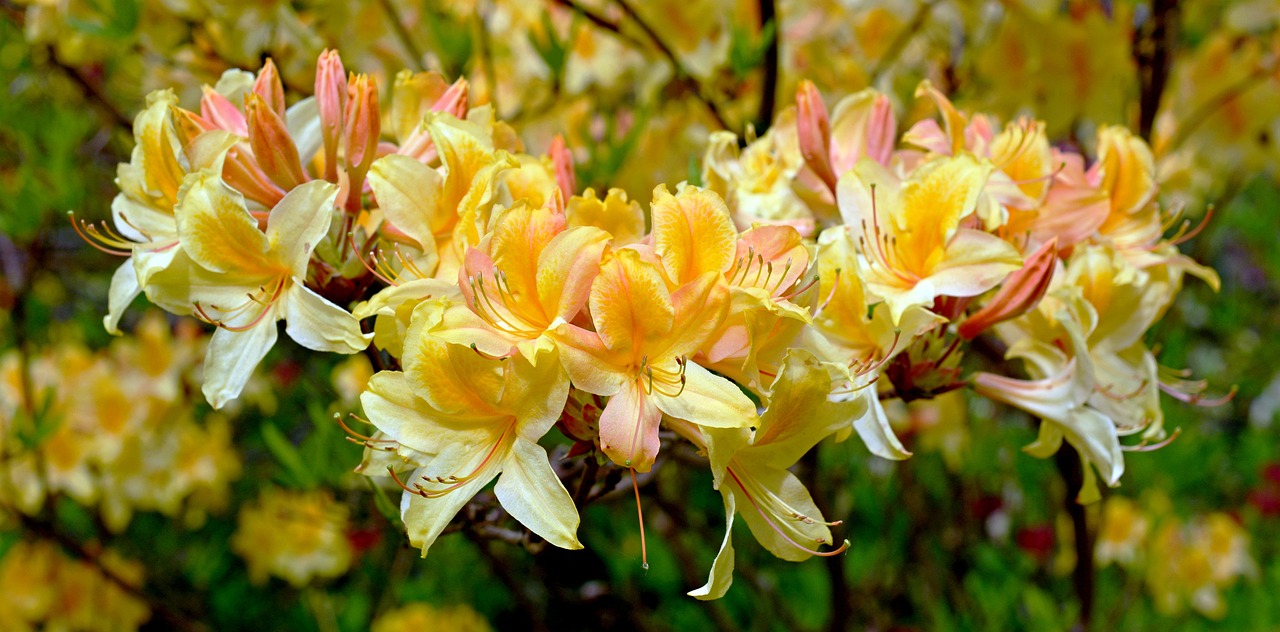 FIORITURE IN ITALIA