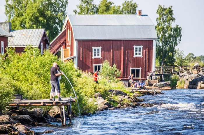 LAPPONIA SVEDESE