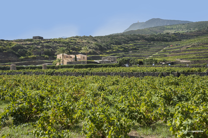 CANTINE ITALIANE